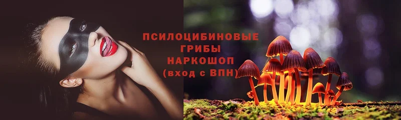 ОМГ ОМГ онион  Малаховка  Галлюциногенные грибы Psilocybe 